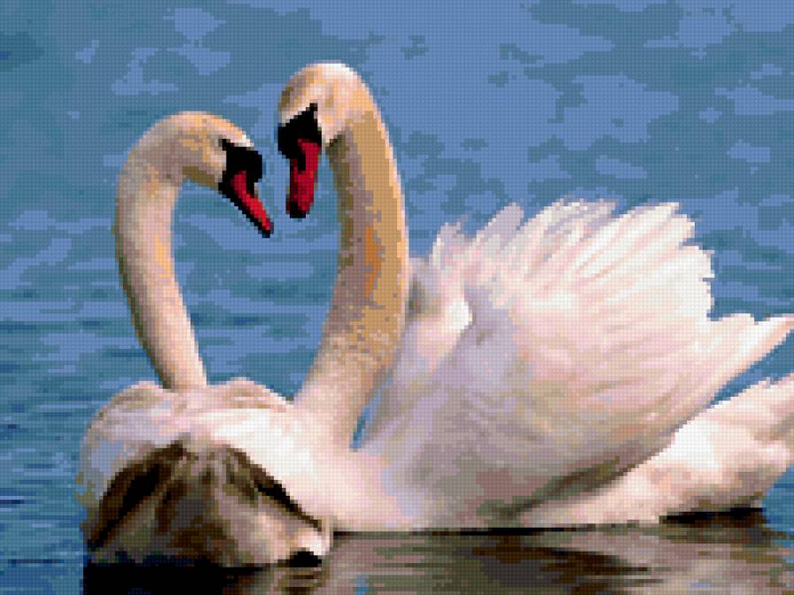 лебединая пара - лебеди - предпросмотр