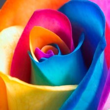 Схема вышивки «Разноцветная роза»