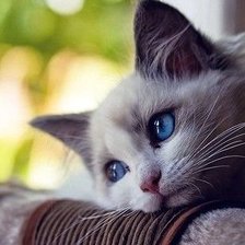 Схема вышивки «Котёнок»