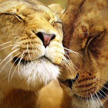 Схема вышивки «Львы»