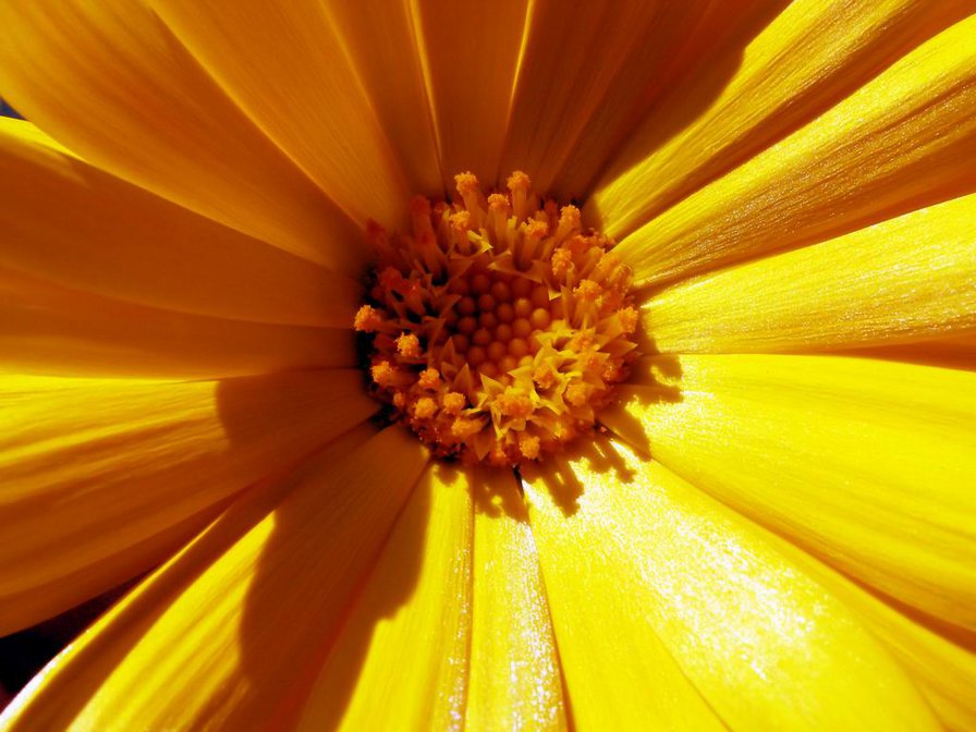 цвет - оригинал