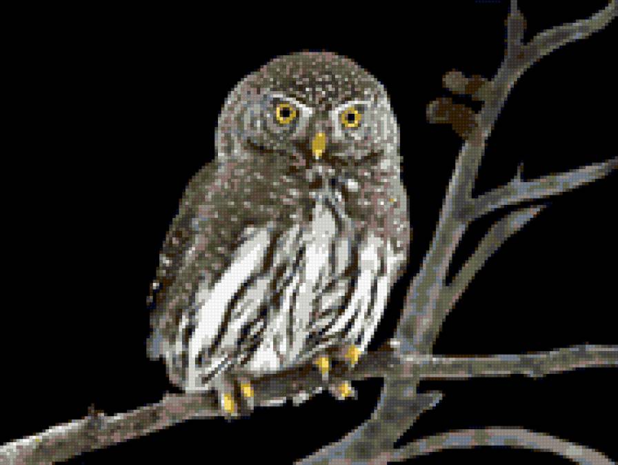 Совушка - птицы - предпросмотр