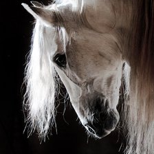 Схема вышивки «лошадь»