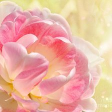 Схема вышивки «цветок»