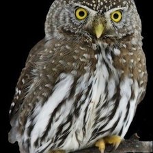 Схема вышивки «Совушка.»