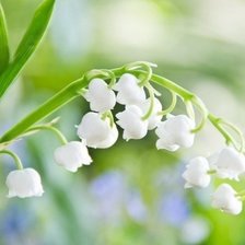 Схема вышивки «серия"Цветы"»