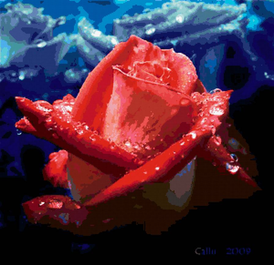 цветок - роса, капли, цветок, роза - предпросмотр