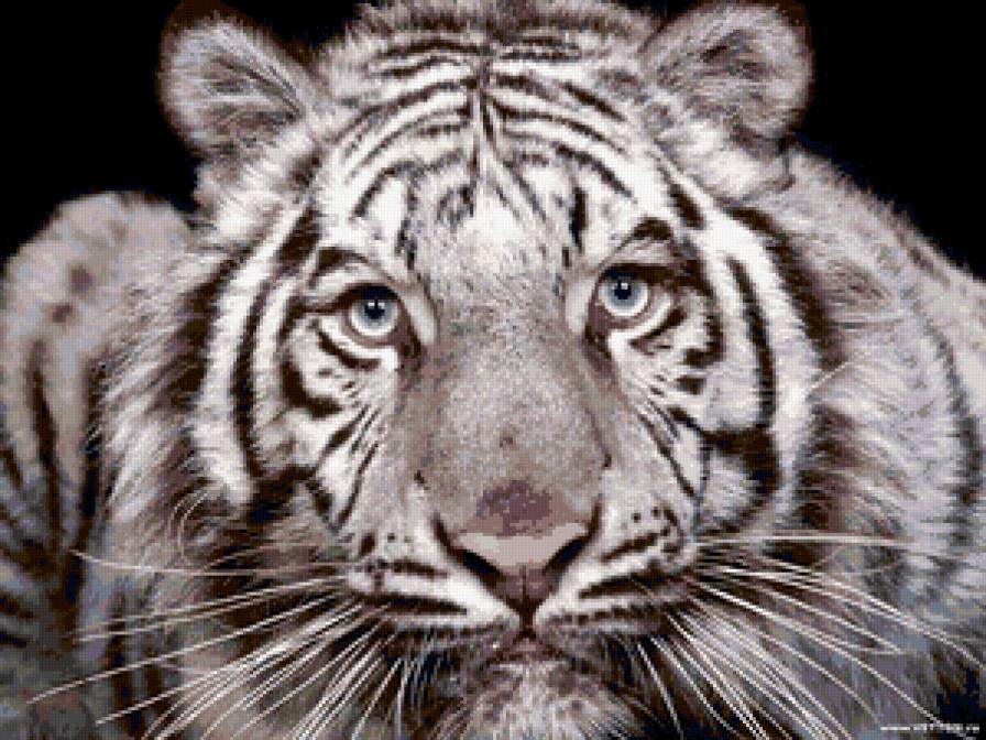 тигр - тигр, морда, взгляд - предпросмотр