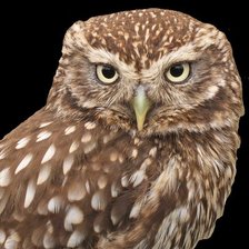 Схема вышивки «Сова»