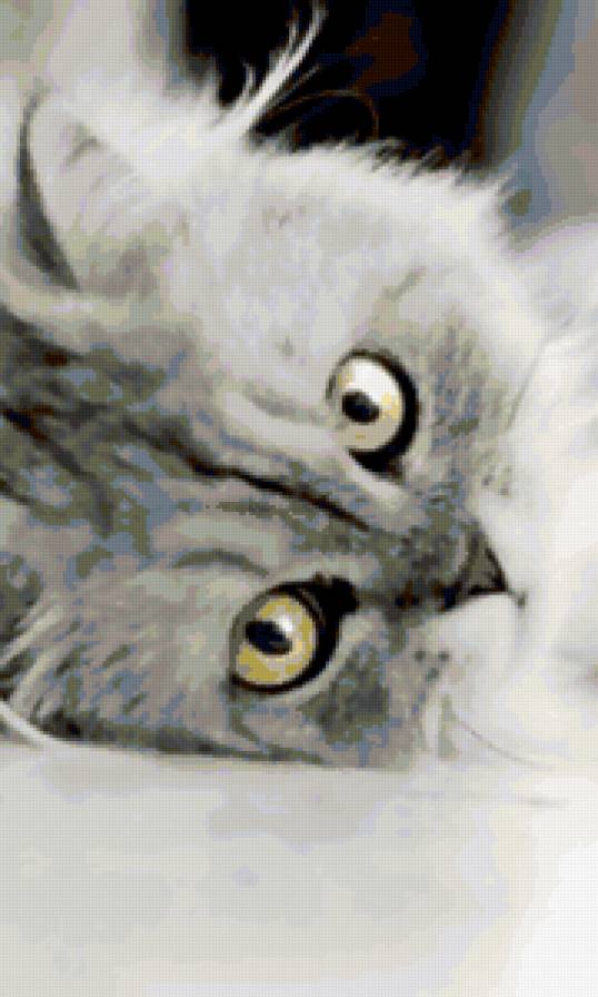 пух - котенок, кот, взгляд - предпросмотр