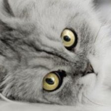 Схема вышивки «пух»