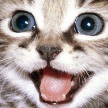 Схема вышивки «Котёнок»