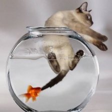 Схема вышивки «киса»