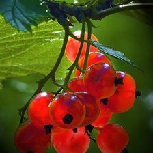 Схема вышивки «ягоды»