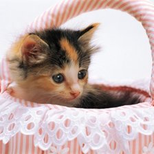 Схема вышивки «Котёнок»