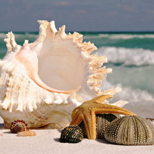 Схема вышивки «ракушка»