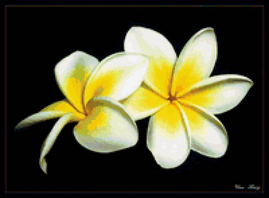 Цветы - на черном, подушка, цветы - предпросмотр