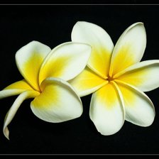 Схема вышивки «Цветы»