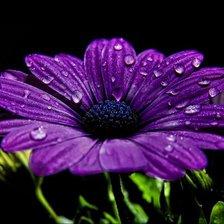 Схема вышивки «Цветы»