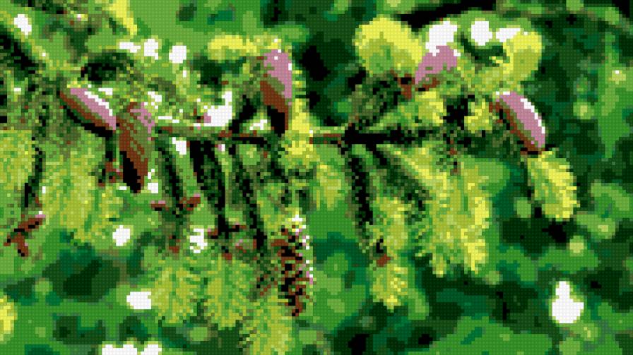 Шишки - предпросмотр