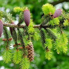 Схема вышивки «Шишки»