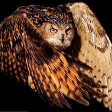 Схема вышивки «Сова»