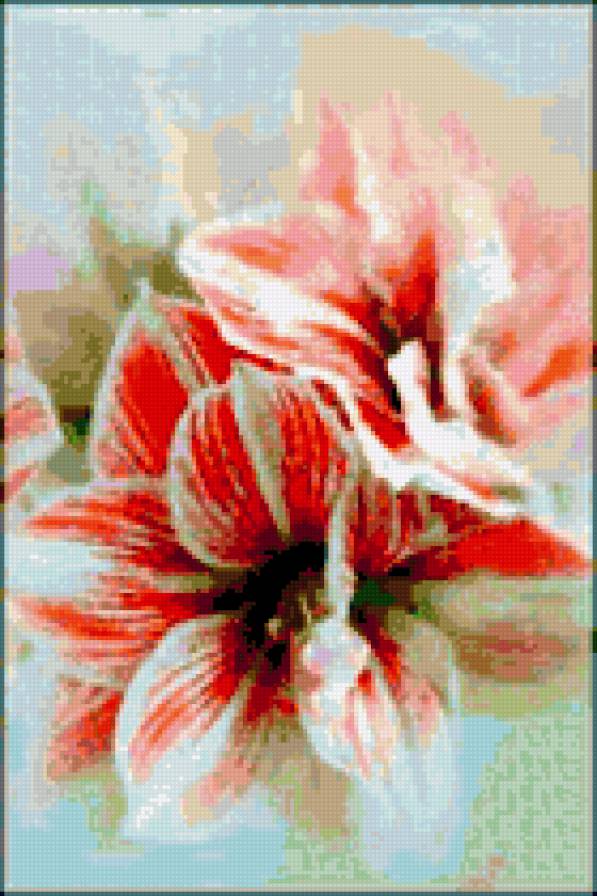 цветы - цветы, красота, гиппеаструм - предпросмотр