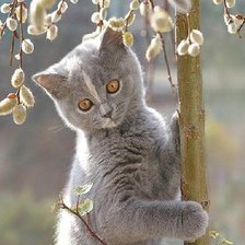 Схема вышивки «Милый котик»