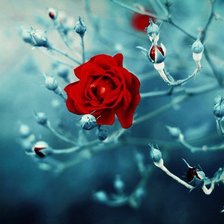 Схема вышивки «Роза.»