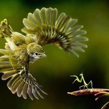 Схема вышивки «Птица»