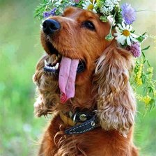 Схема вышивки «Красавчик»