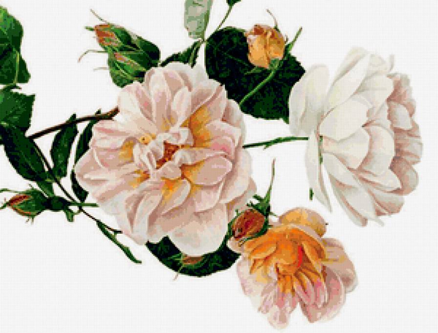 веточка розы - предпросмотр