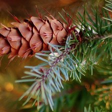 Схема вышивки «Шишка»