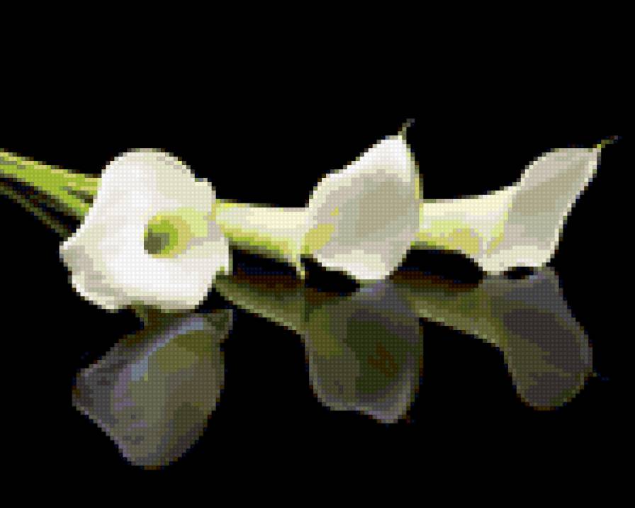 каллы - предпросмотр