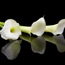 Схема вышивки «каллы»