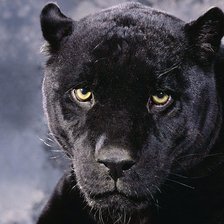 Схема вышивки «пантера»