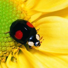 Схема вышивки «15674632»