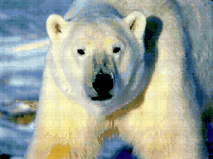 белый мишка - медведь, звери - предпросмотр