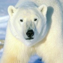 белый мишка