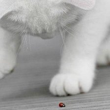 Схема вышивки «кто это?»