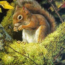 Схема вышивки «белка»