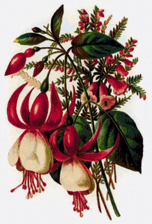 фуксия - предпросмотр