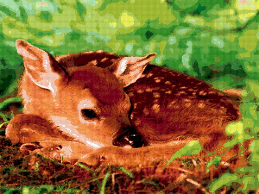 оленёнок - животные, олененок - предпросмотр