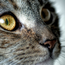 Схема вышивки «кот 2»