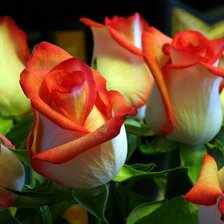 Схема вышивки «розы 2»