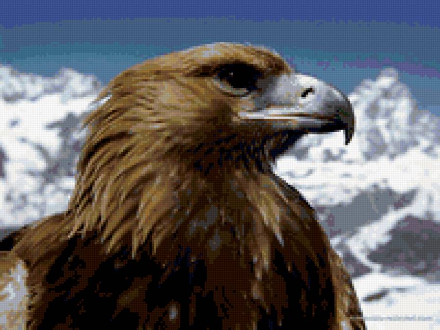 орел - орел - предпросмотр