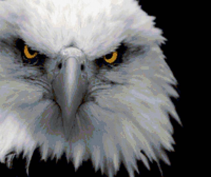 грозный взгляд - птица, орел - предпросмотр