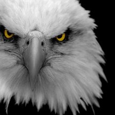 грозный взгляд