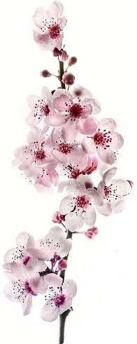 сакура - сакура, ветка - оригинал