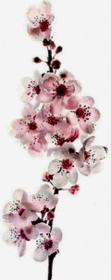 сакура - сакура, ветка - предпросмотр